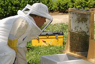 wie man Bienen züchtet