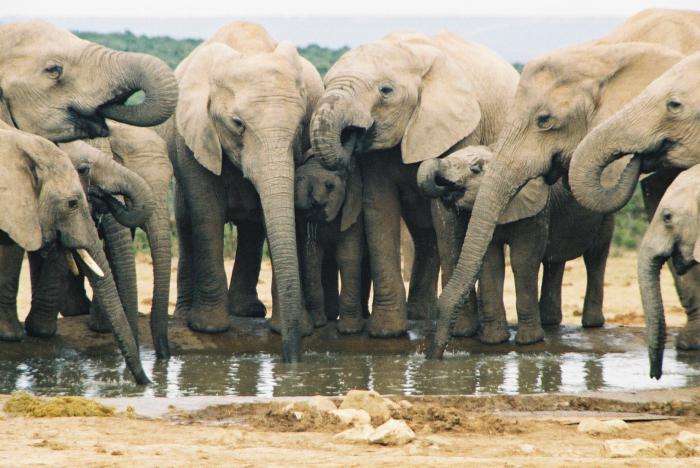 Lebensdauer der Elefanten
