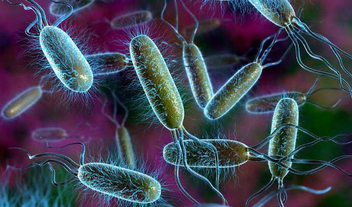 Was ist in den Pflanzen- und Bakterienzellen üblich?