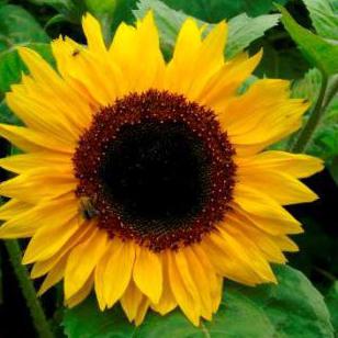 die Vorteile von gebratenen Sonnenblumenkernen